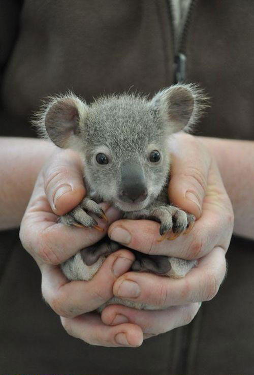 koala, kézben, ajándék
