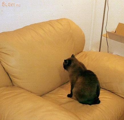 cica, macska, fotel