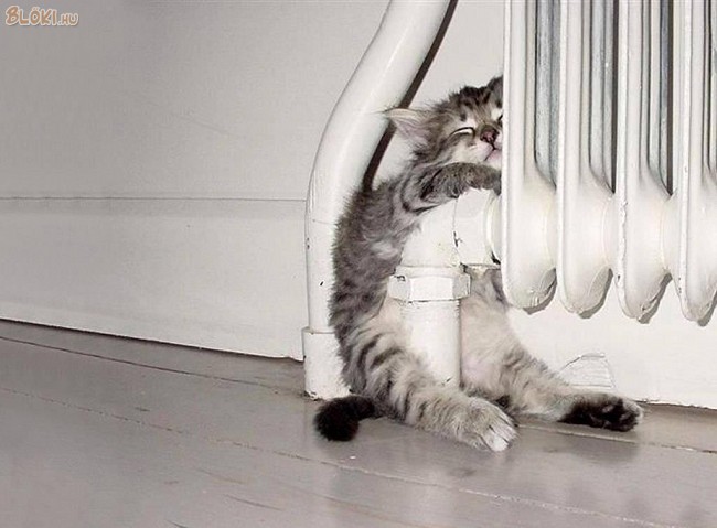 cica, radiátor