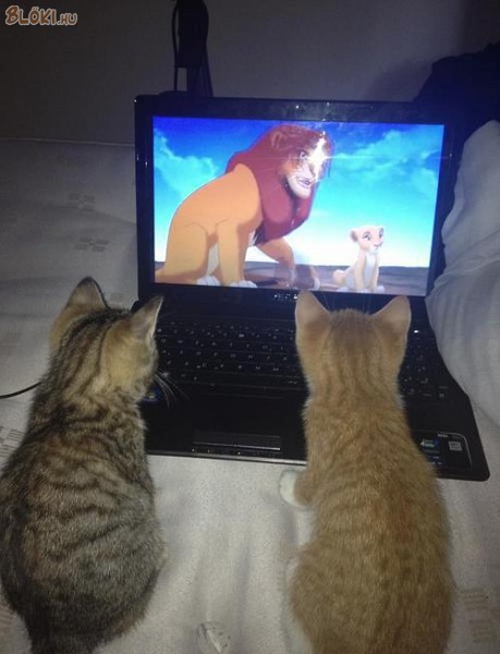 cica, macska, oroszlánkirály