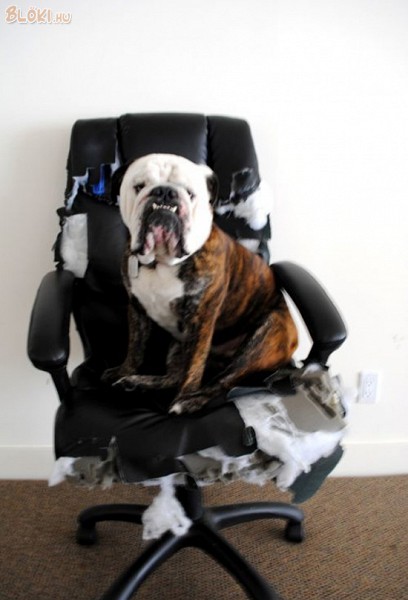 kutya, szék