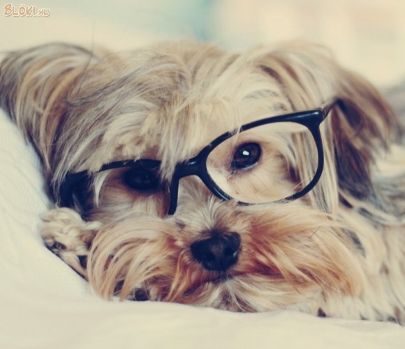 kutya, szemüveg