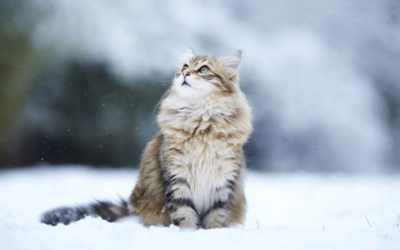cica, macska, hó
