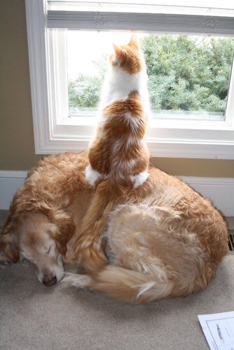 kutya, macska, ablak