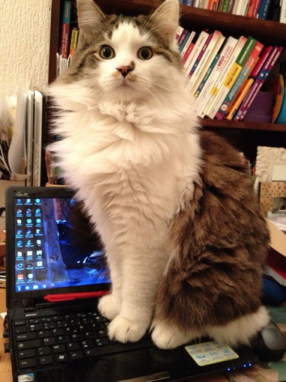 cica, macska, laptop