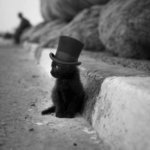 cica, macska, kalap