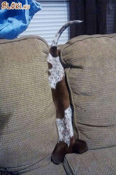 kutya, kanapé