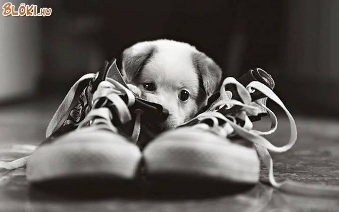 kutya, cipő