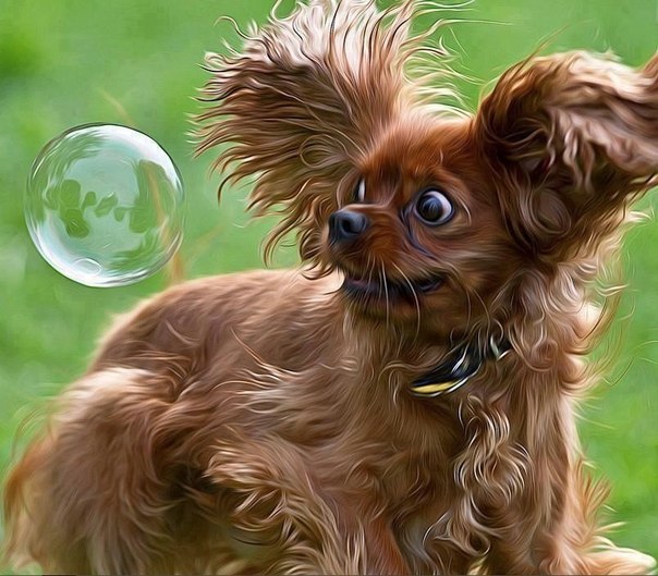 kutya, buborék