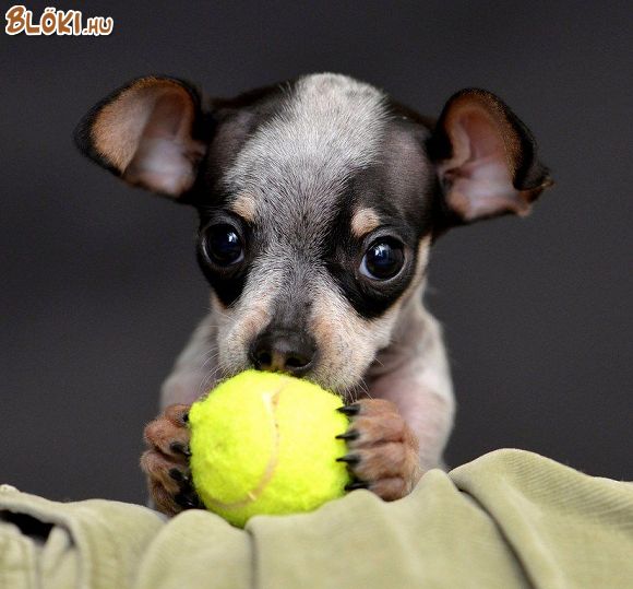 kutya, kölyök, labda, tenisz