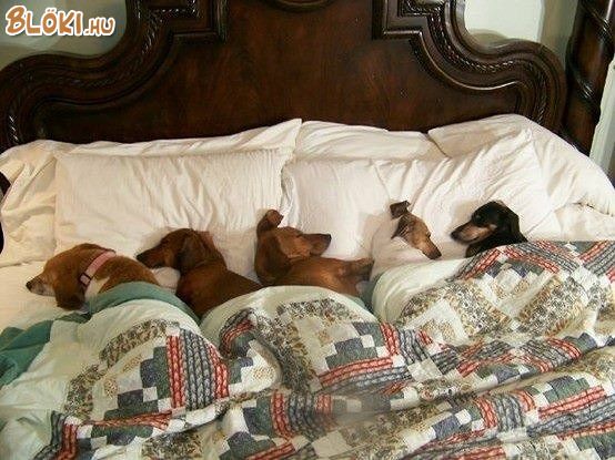 kutya, tacsi, ágy