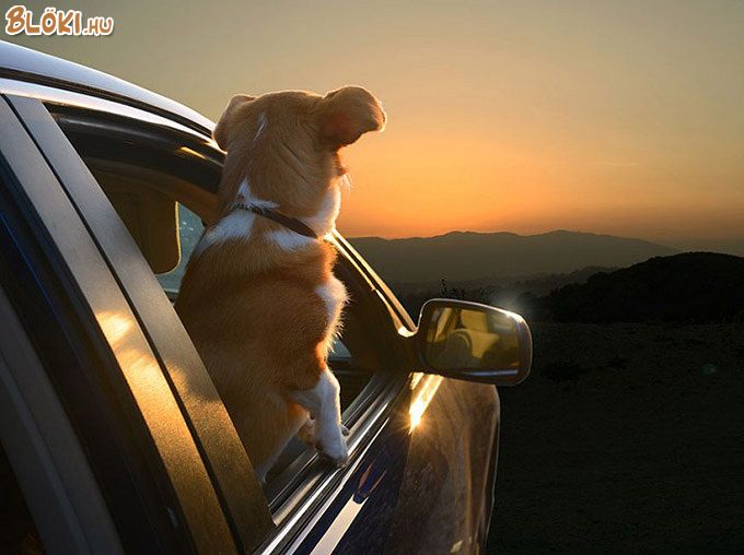 kutya, naplemente