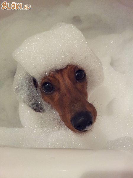 kutya, tacsi, fürdő