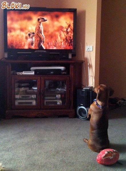 kutya, tv