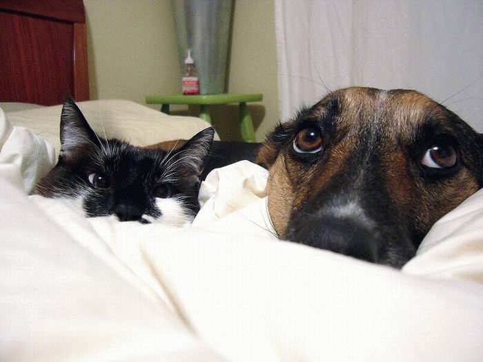 kutya, macska, cica, ágy, fél