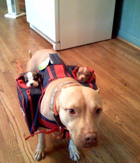 kutya, táska, kiskutya