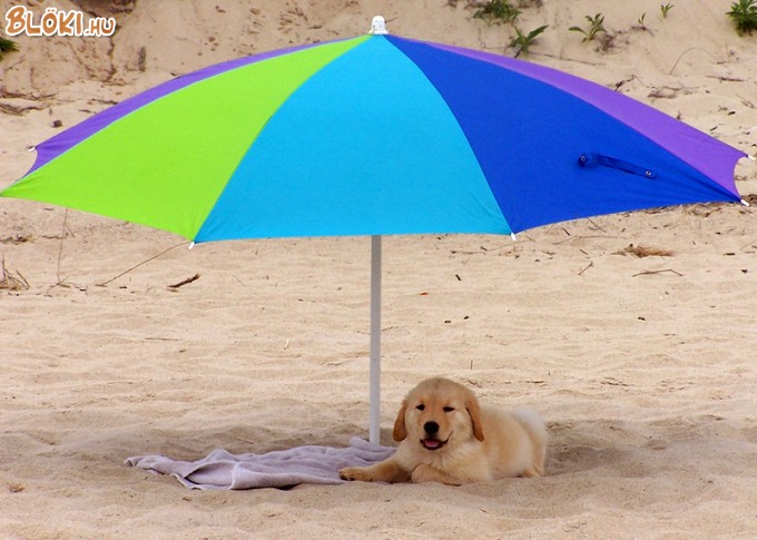 kutya, napernyő