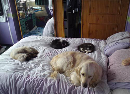 kutya, macska, cica, ágy
