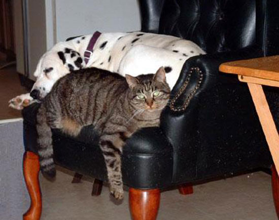 kutya, macska, fotel