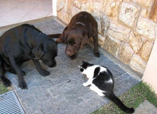 kutya, cica, macska, néz