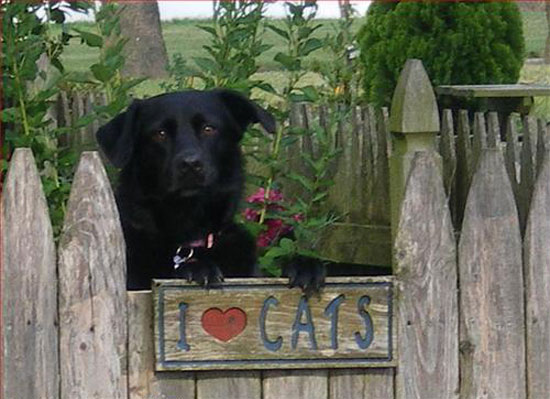 kutya, kerítés