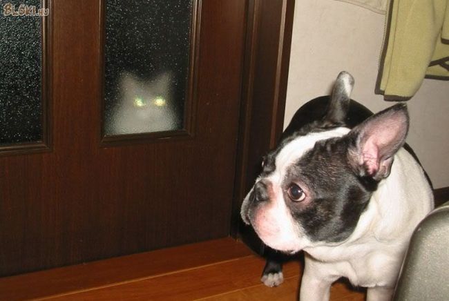 cica, macska, kutya, ajtó