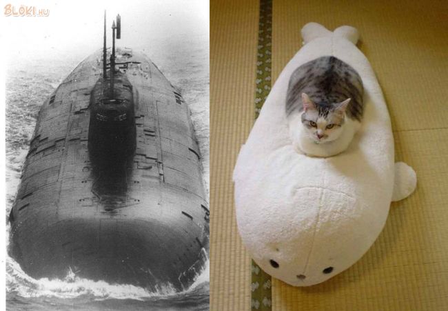 cica, tengeralattjáró, álca