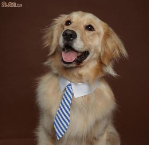 kutya, nyakkendő
