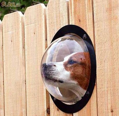 kutya, üveg, kerítés