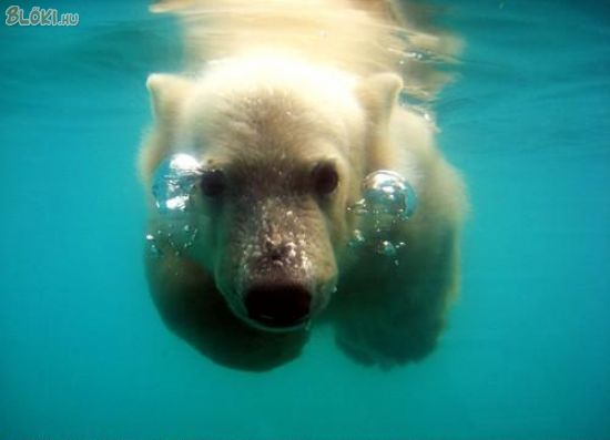 jegesmedve, víz