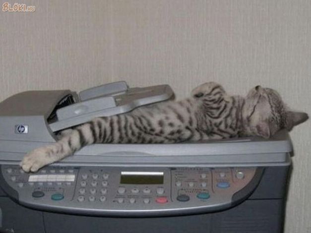 cica, macska, scanner