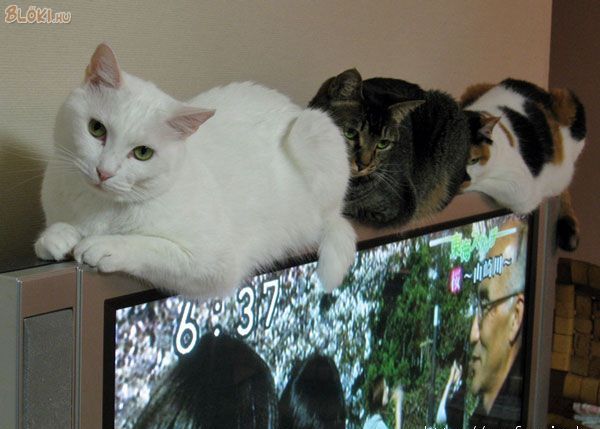cica, macska, tv