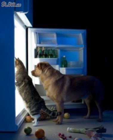 cica, kutya, hűtő