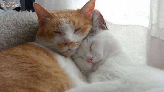 cica, macska, alszik