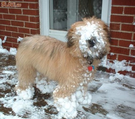 kutya, hó