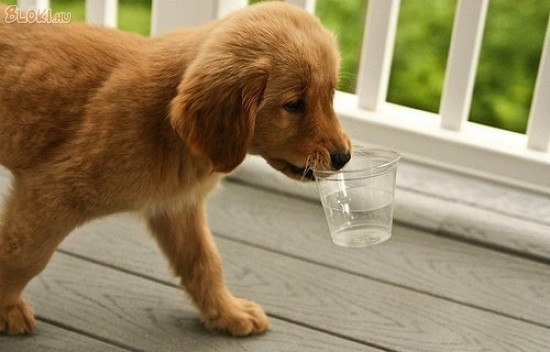 kutya, pohár