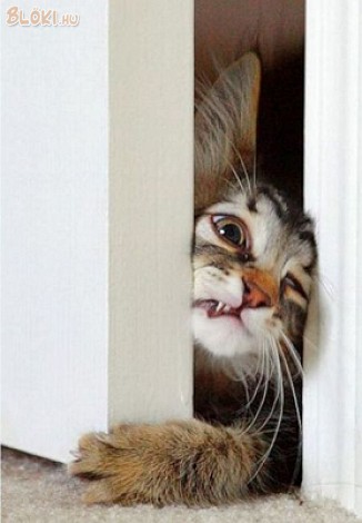 cica, macska, ajtó