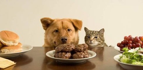 kutya, macska, reggeli, hús