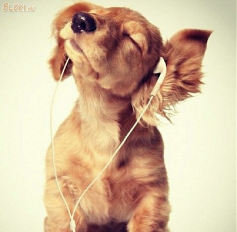 kutya, zene