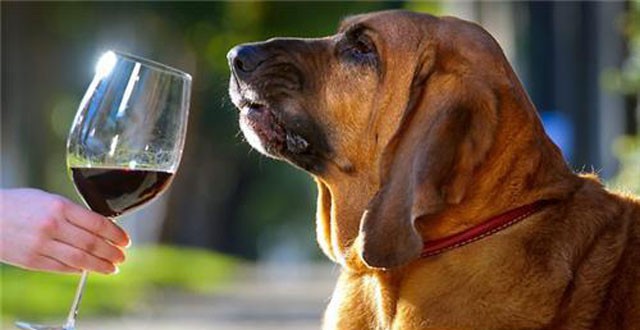 kutya, bor, szag