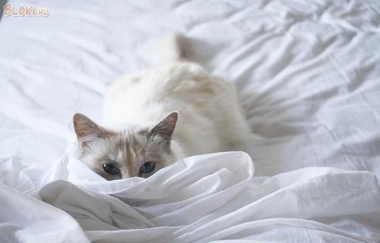 cica, ágy