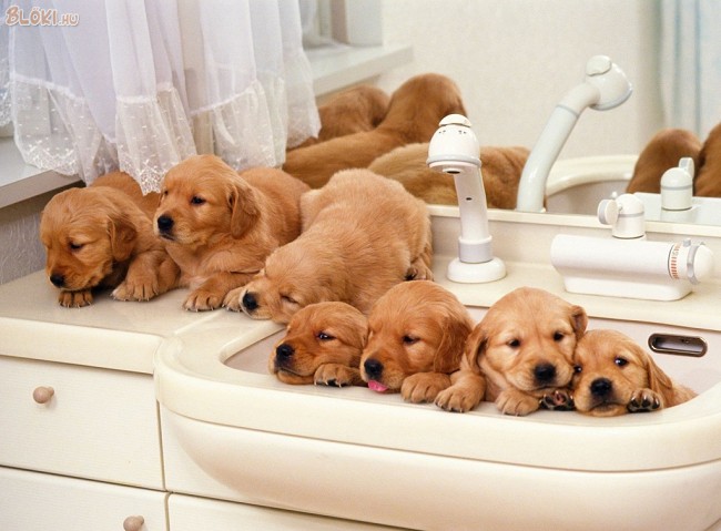 kutya, fürdő