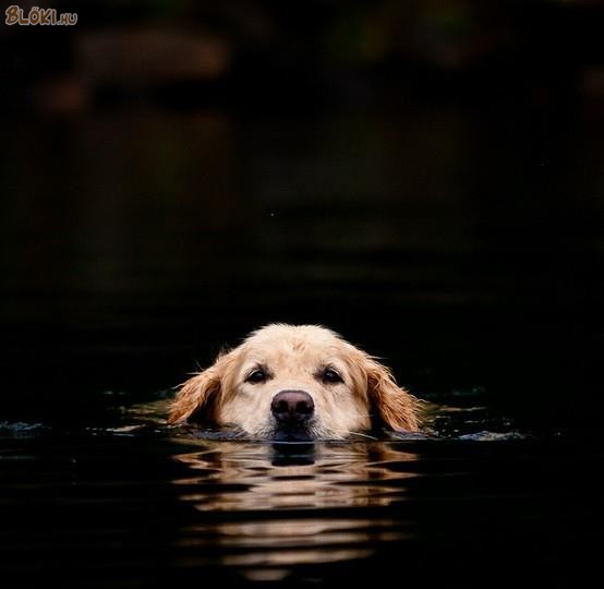 kutya, úszik