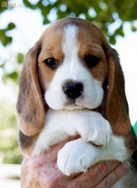 Kölyök beagle