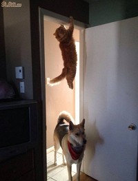 Nem láttak bejönni ide egy macskát?