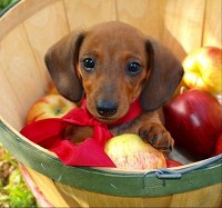Csendélet - kutya és almák