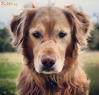 Az idősebb kutyák is ugyanolyan aranyosak, mint a kölykök