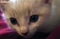 Kék szemű cica