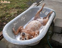 Valaki élvezi a fürdést!