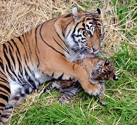 Kis tigris és a mama